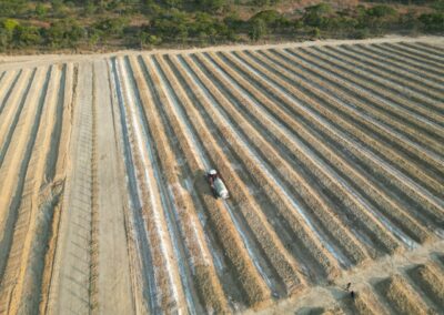 Avocado & Macadamia Farmers in Angola - RedSun Hort Tree Suppliers