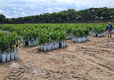Avocado & Macadamia Farmers in Angola - RedSun Hort Tree Suppliers