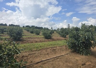 Avocado & Macadamia Farmers in Angola - RedSun Hort Tree Suppliers