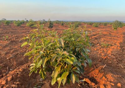 Avocado & Macadamia Farmers in Angola - RedSun Hort Tree Suppliers