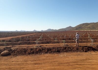 Macadamia & Avocado trees sold to Farmers in Limpopo by RedSun Hort