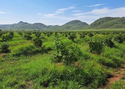 Macadamia & Avocado trees sold to Farmers in Limpopo by RedSun Hort
