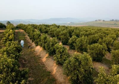 Macadamia & Avocado trees sold to Farmers in Limpopo by RedSun Hort
