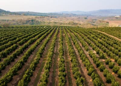 Macadamia & Avocado trees sold to Farmers in Limpopo by RedSun Hort