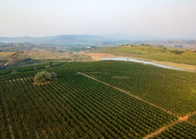 Macadamia & Avocado trees sold to Farmers in Limpopo by RedSun Hort
