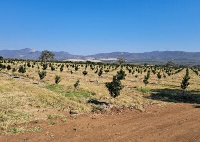 Macadamia & Avocado trees sold to Farmers in Limpopo by RedSun Hort