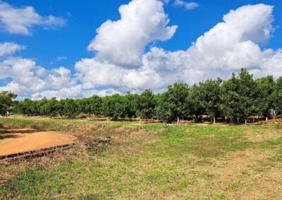Macadamia & Avocado trees sold to Farmers in Limpopo by RedSun Hort