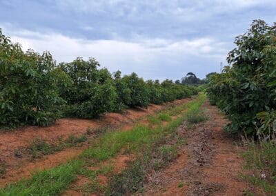 Macadamia & Avocado Farming in Mpumalanga RedSun Hort