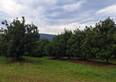 Macadamia & Avocado Farming in Mpumalanga RedSun Hort