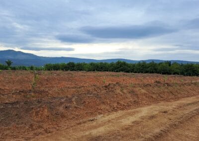 Macadamia & Avocado Farming in Mpumalanga RedSun Hort