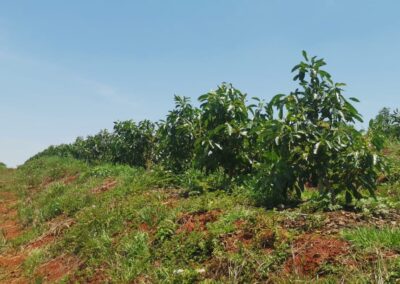 Avocado & Macadamia Orchards in Swaziland | Mac & Avo | Swaziland (Eswatini)