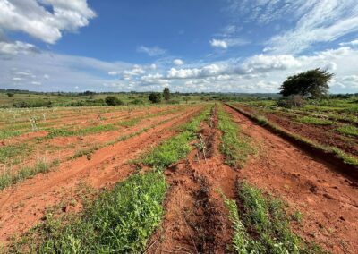 Macadamia & Avocado Tree Farming in Tanzania - RedSun Hort Suppliers