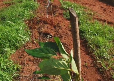 Macadamia & Avocado Tree Farming in Tanzania - RedSun Hort Suppliers
