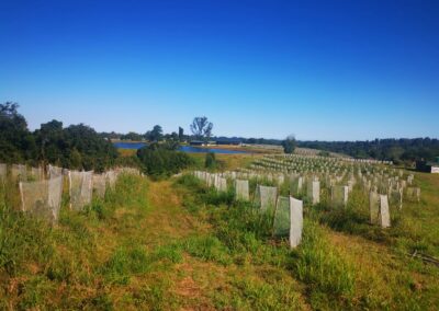 Macadamia & Avocado trees supplied to Farmers in Western Cape from RedSun Hort certified Nursery