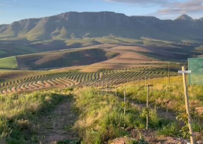 Macadamia & Avocado trees supplied to Farmers in Western Cape from RedSun Hort certified Nursery