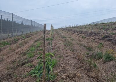 Macadamia & Avocado trees supplied to Farmers in Western Cape from RedSun Hort certified Nursery