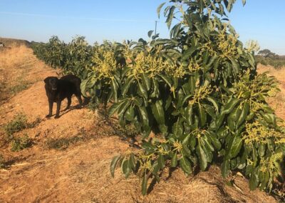 Macadamia & Avocado Farmers in Zambia Southern Africa