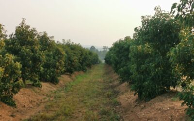 High-Yield Macadamia & Avocado Orchards – 11 Years of Growth